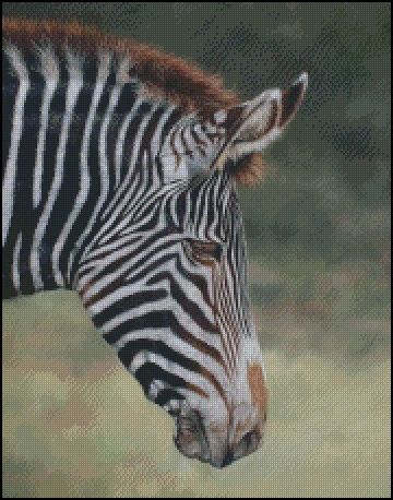 (image for) Zebra Profile